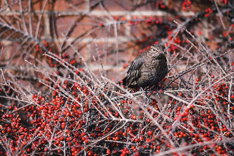 bird, branches, nature, animals, wildlife, tree, winter, outdoors HD wallpaper