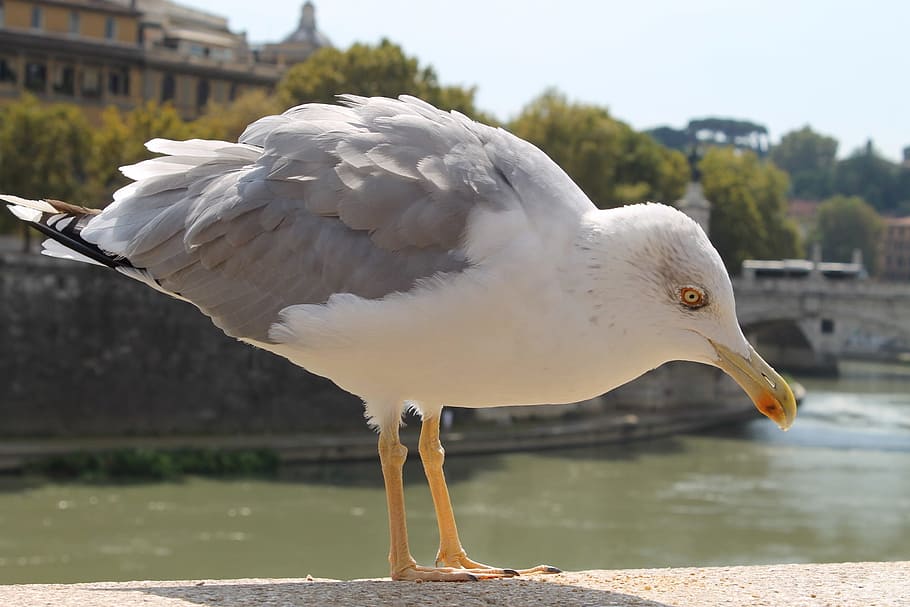 bird, nature, waters, wing, animal, rome, bridge of angels HD wallpaper