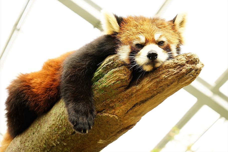 animal, cute, grumpy red panda, animal themes, one animal, mammal HD wallpaper
