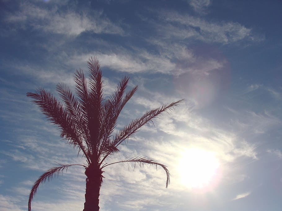 clouds, palm tree, sky, sun, sunny, nature, cloud - sky, plant HD wallpaper