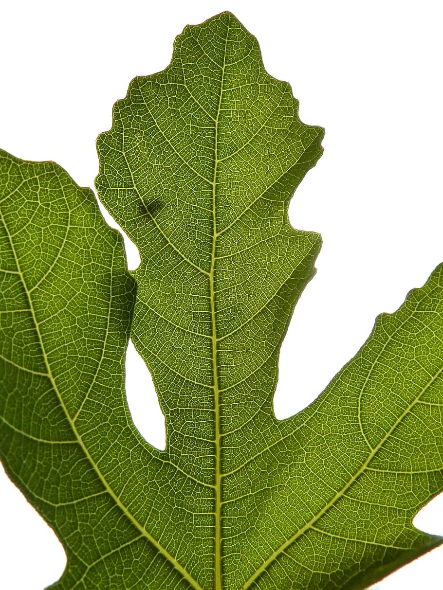 Fig Leaf, Backlight, Fig Tree, Tree, Leaf, natural geometry HD wallpaper