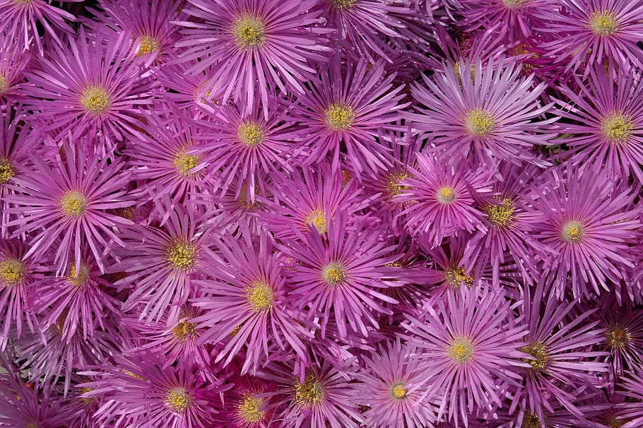 aster, bloom, blossom, flower, nature, pink, full frame, backgrounds HD wallpaper