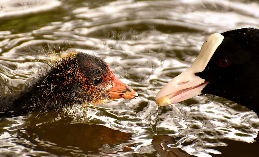 black and brown birds, coot, chicks, feed, food, animal, wildlife photography HD wallpaper