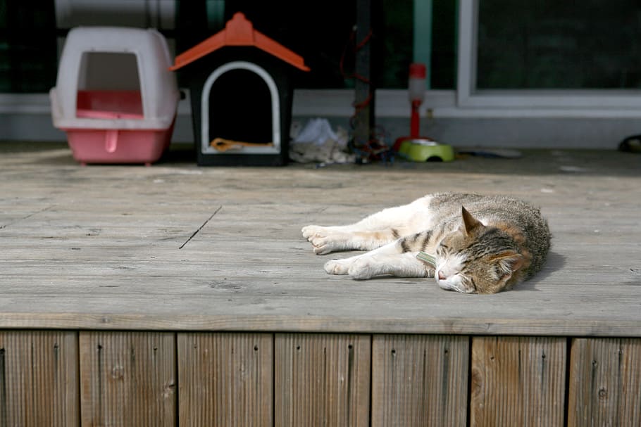cat, siesta, deck, pm, cute, animal, outdoor, proverbs, walk HD wallpaper