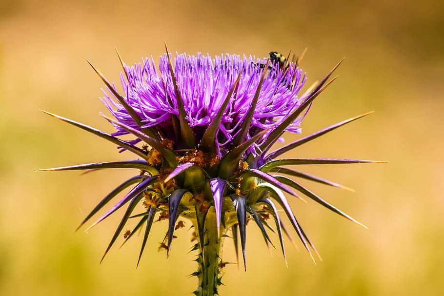 nature, prickly, thistle, flower, spine, insect, purple, spiny HD wallpaper
