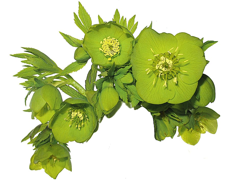 flower, spring, hellebore, green, white background, studio shot HD wallpaper
