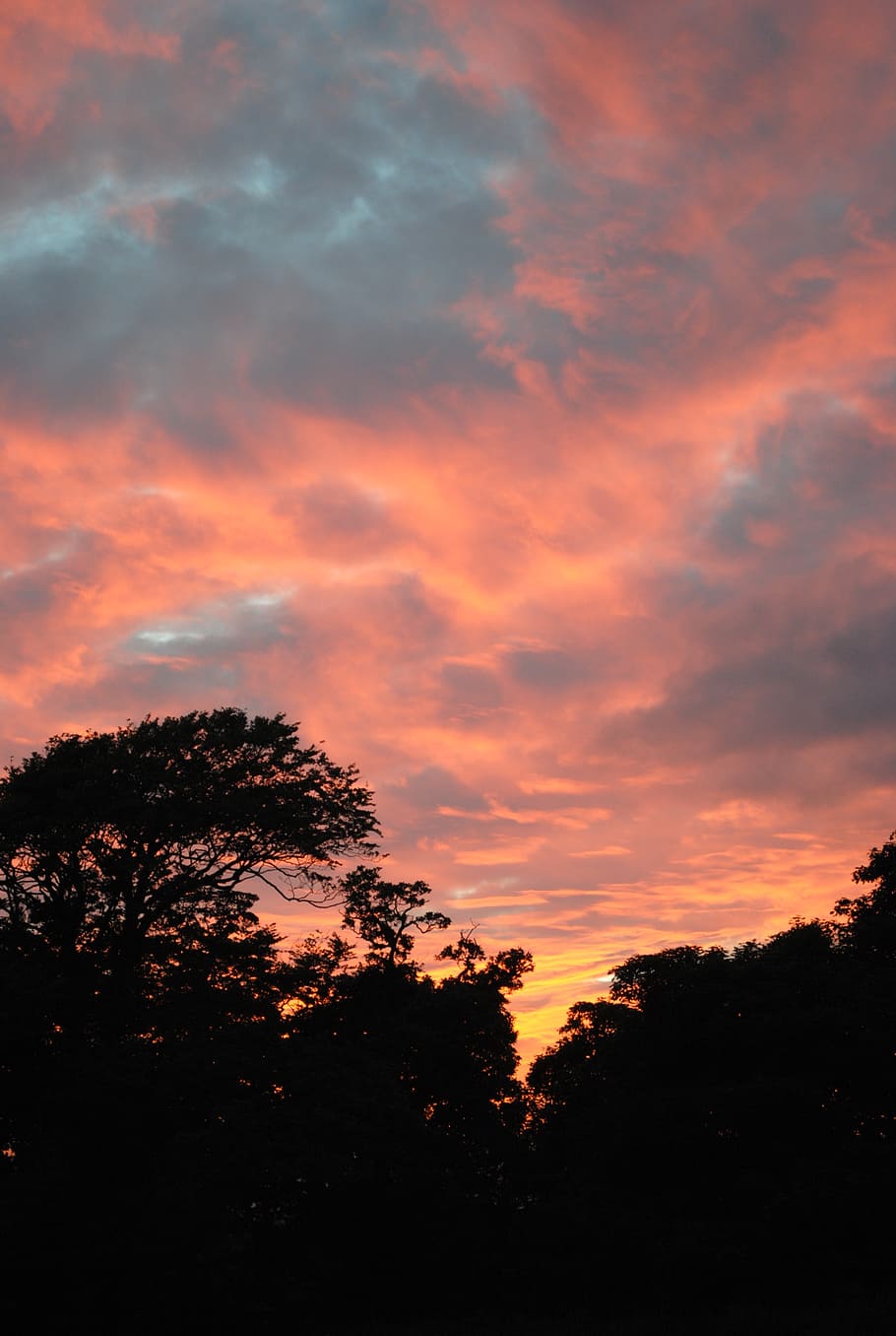 sunset, evening, silhouette, sky, tree, plant, beauty in nature HD wallpaper