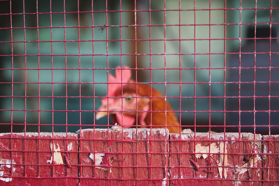 closeup photo of red chicken, red rooster near wire screen, fence HD wallpaper