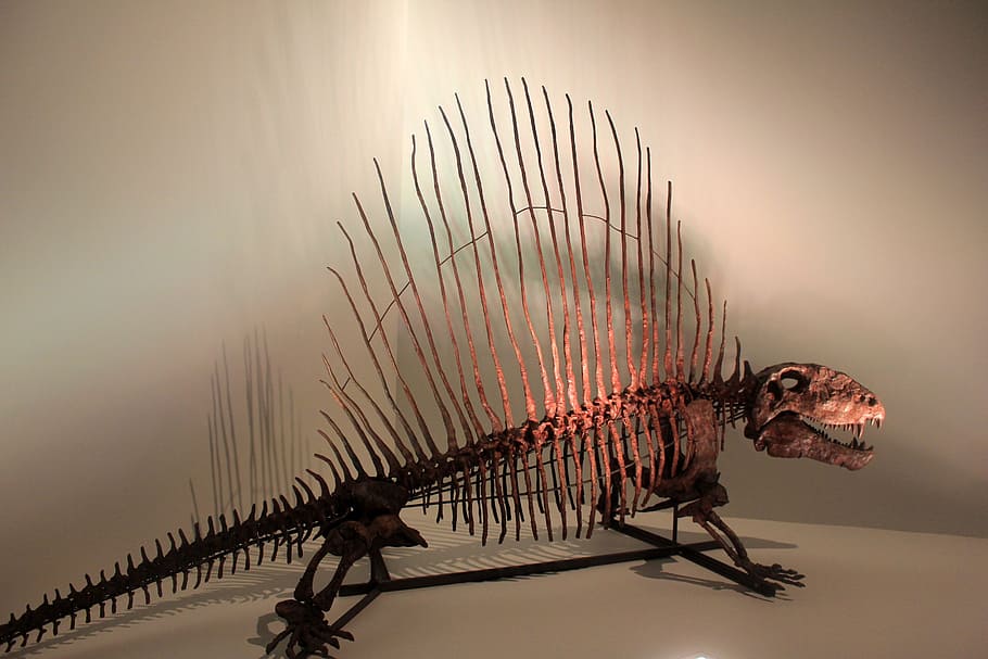 brown dinosaur skeleton on white surface, Dimetrodon, Bones, fossils, HD wallpaper