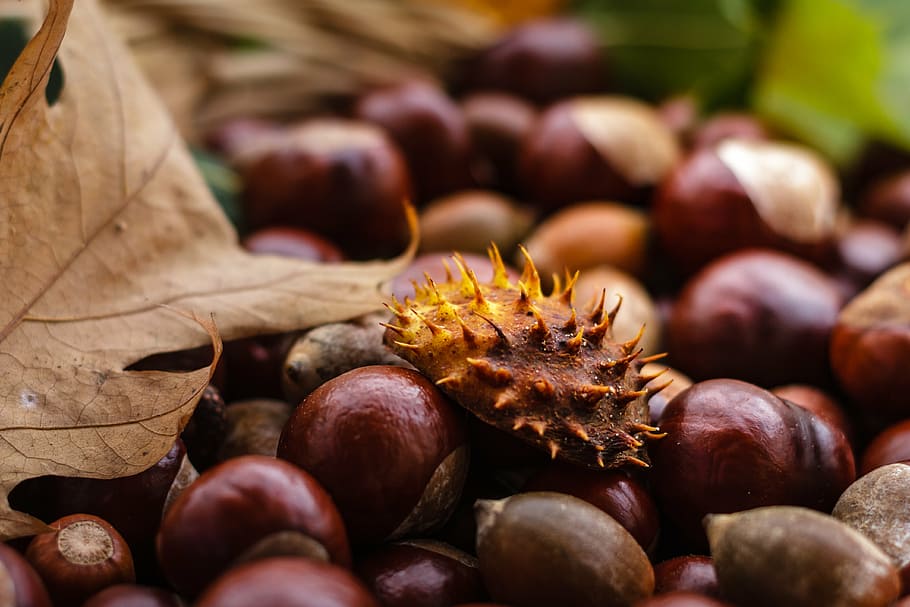 castanea, chestnut, fruit, autumn, nature, shiny, brown, tree fruit, HD wallpaper