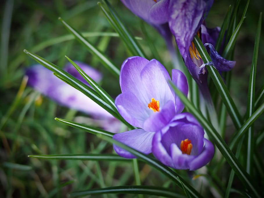 crocus, spring, flower, purple, blossom, bloom, spring flower HD wallpaper