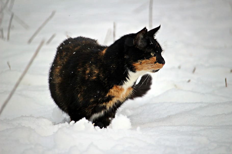 Cat, Kitten, Snow, Winter, mieze, domestic cat, lucky cat, three coloured HD wallpaper