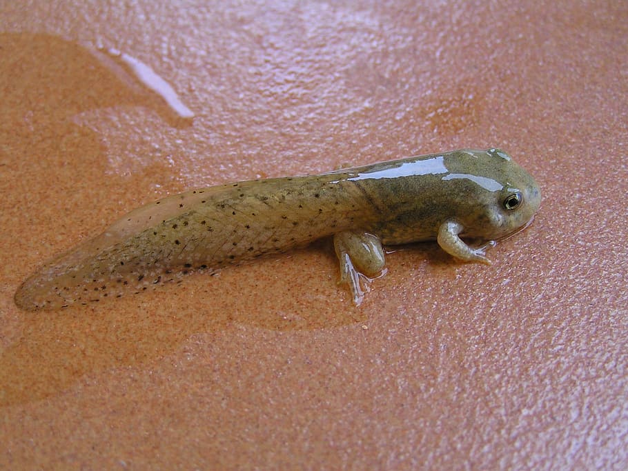 Tadpole, Frog, Amphibious, one animal, animal wildlife, animal themes HD wallpaper