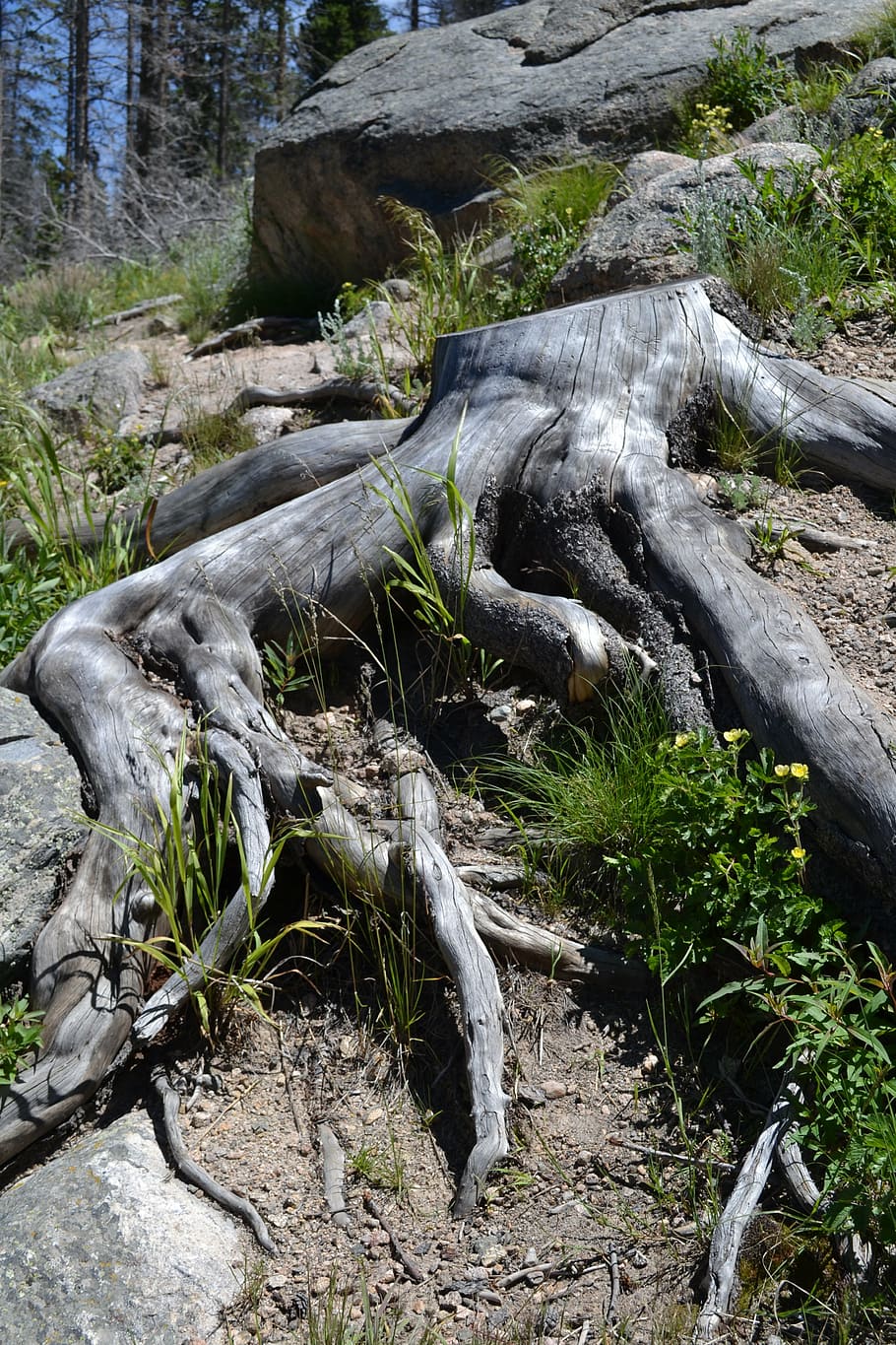 tree roots, tree with roots, environment, forest, ecology, stump HD wallpaper