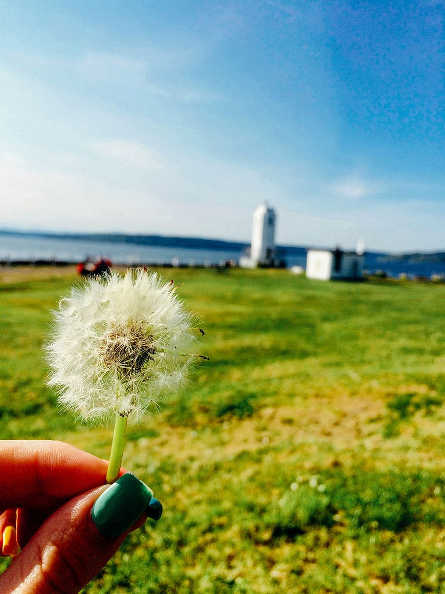 dandelion, spring, summer, nature, meadow, green, field, plant HD wallpaper