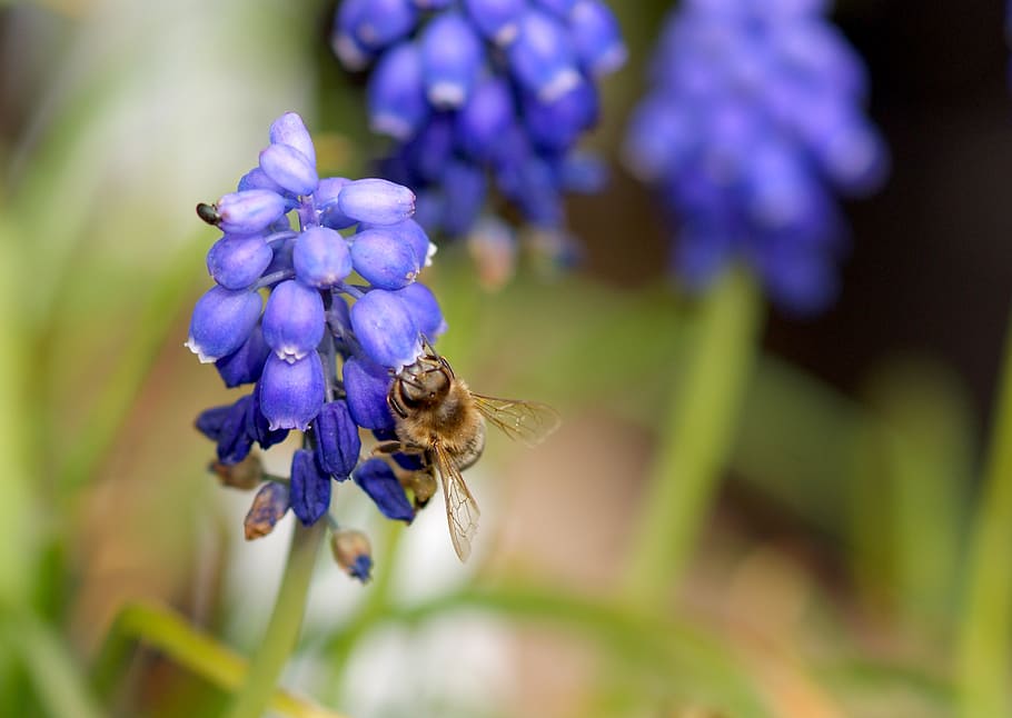 blossom, bloom, violet, bee, blue, flower, garden, purple, close HD wallpaper