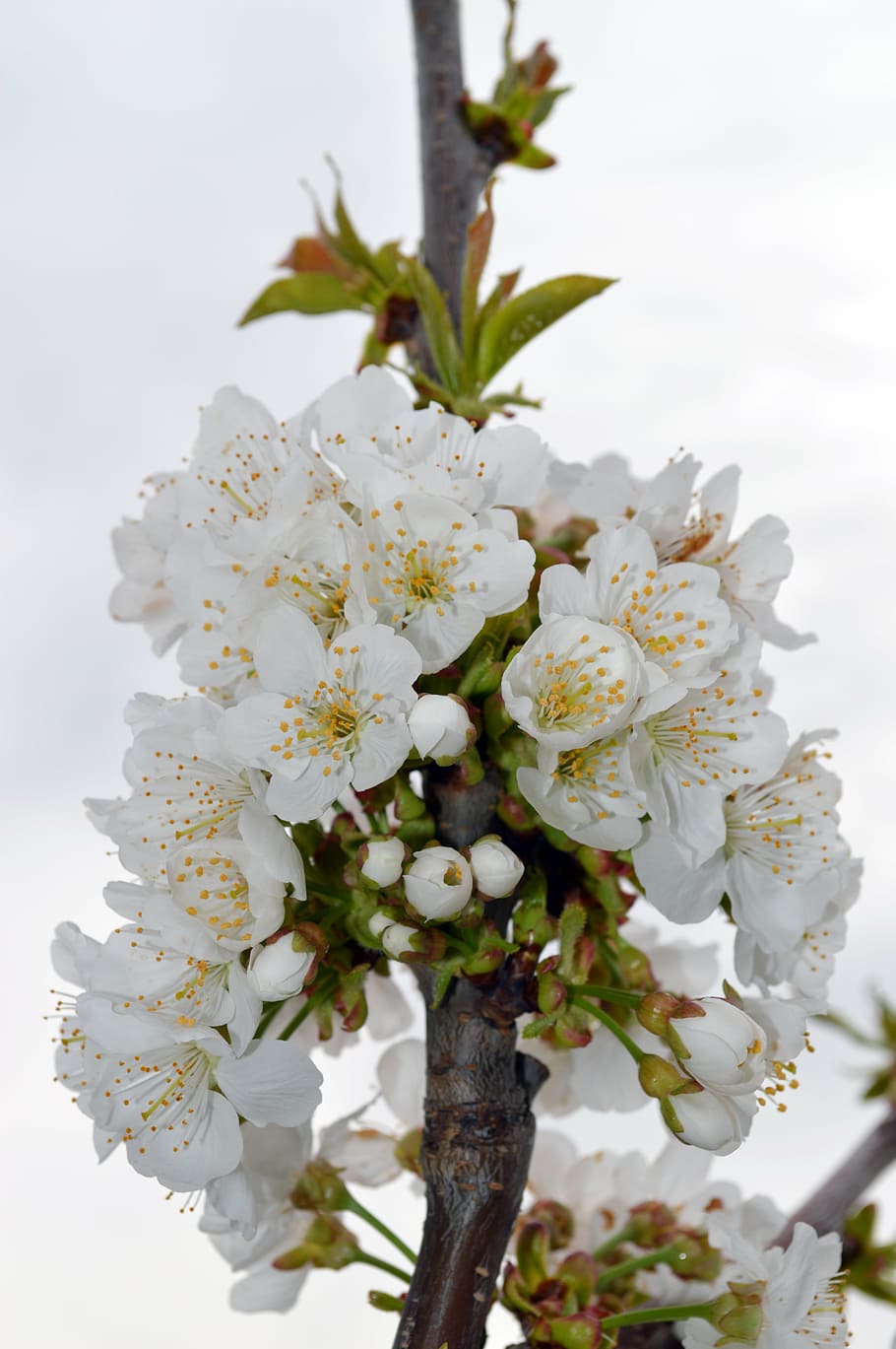 cherry, flower, spring, flowering, white flowers, flowers cherry HD wallpaper
