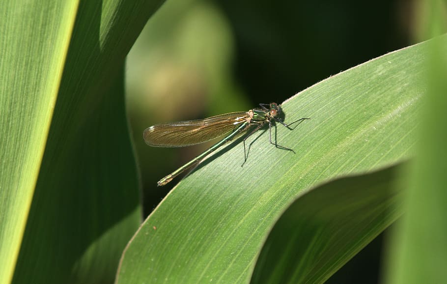 dragonfly, leaf, corn, green, nature, summer, water, wings HD wallpaper
