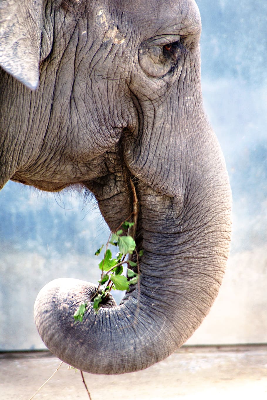 gray elephant eating green grass, pachyderm, old, frown, fold, HD wallpaper