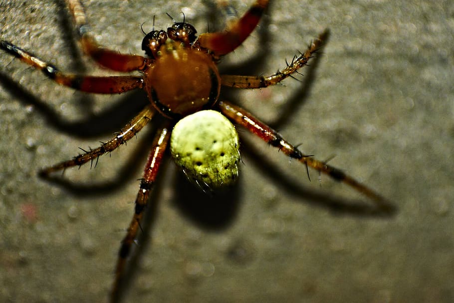 pumpkin spider, close, macro, arachnid, insect, animal, nature HD wallpaper