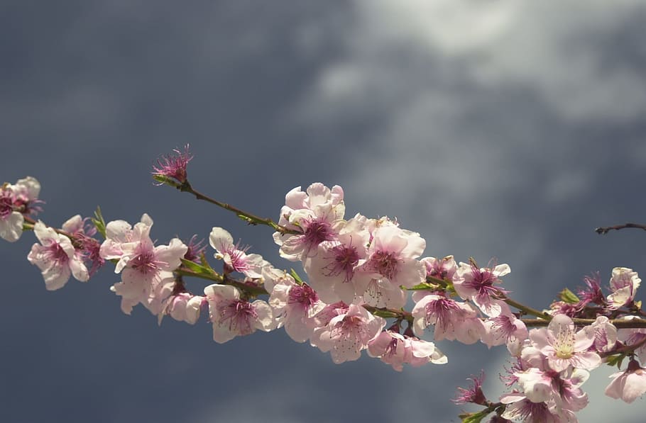 Spring, Blossom, Flower, Botany, Cherry, blooming, floral, pink HD wallpaper