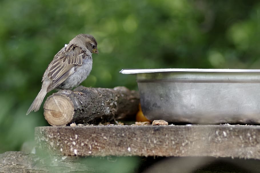 the sparrow, bird, gray, small, nature, urban bird, little bird HD wallpaper