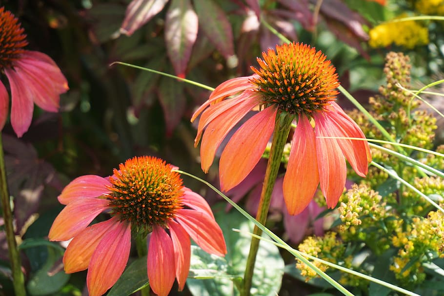 Sun Hat, Flower, Blossom, Bloom, Plant, garden, nature, flora HD wallpaper