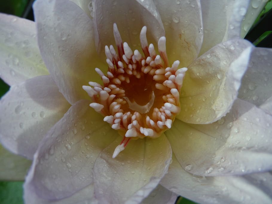 lotus, white, drops, water, dew, close-up, flowering plant HD wallpaper