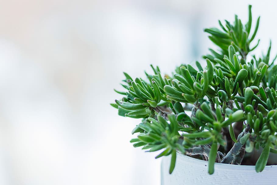 selective focus photography of green leafed plant, shallow focus photography of green leafed plant on pot, HD wallpaper