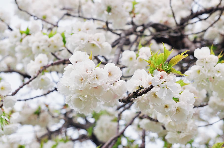cherry, tree, flower, branch, season, floral, plum, closeup, HD wallpaper