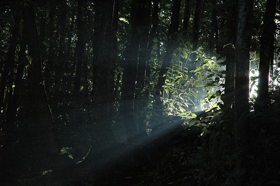 Light Rays, Light Beam, Forest, trees, nature, woodland, adventure HD wallpaper
