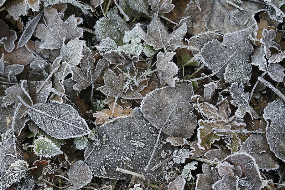 Freeze, Macro, Leaves, Nature, background, no people, full frame HD wallpaper