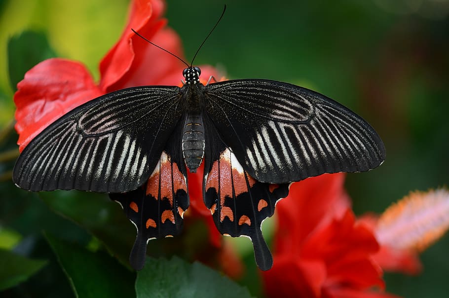 black and red butterfly on red petaled flower, white, insect HD wallpaper