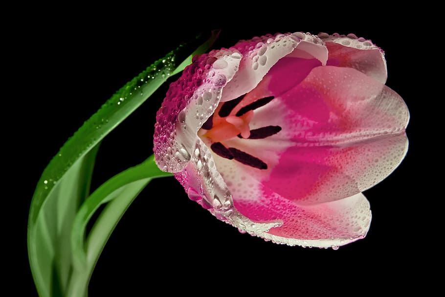 red and white petaled flower plant, tulip, blossom, bloom, macro HD wallpaper
