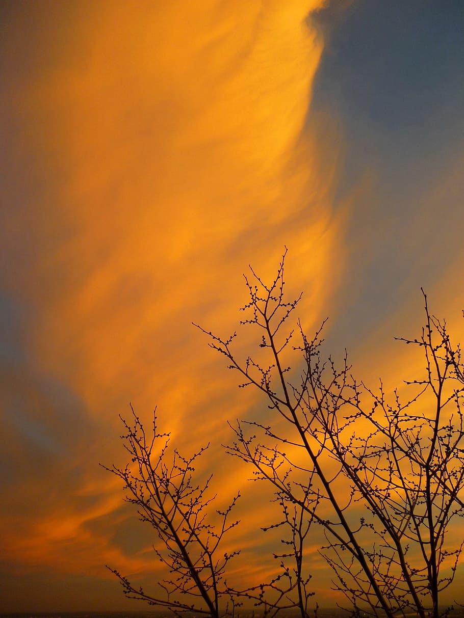 sunset, cloud, branch, sky, color, orange, cloud - sky, orange color HD wallpaper