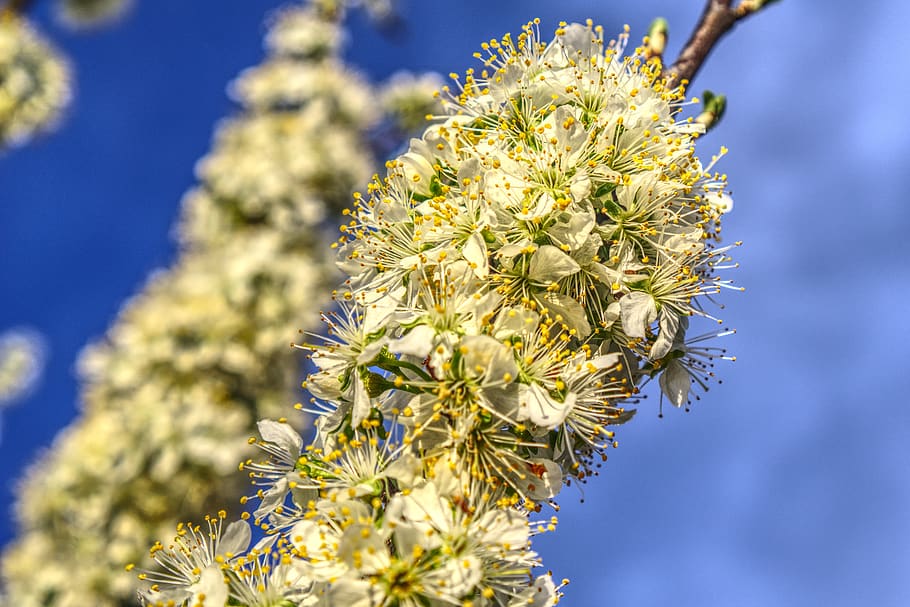 blossom, bloom, plum, tree, fruit tree, branch, branches, sky HD wallpaper