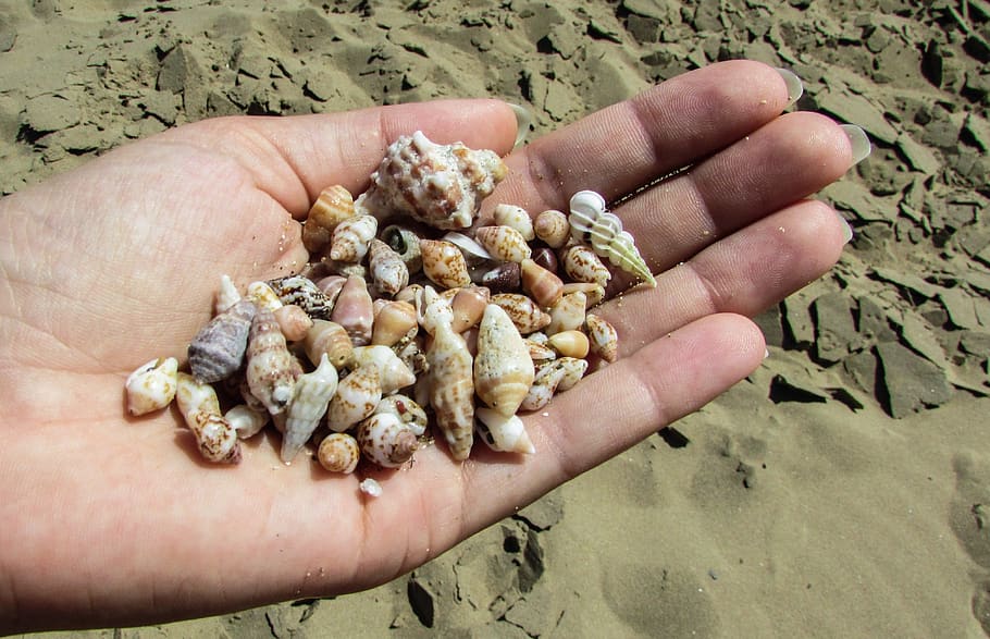 shells, beach, sand, hand, vacation, holiday, summer, seashell HD wallpaper