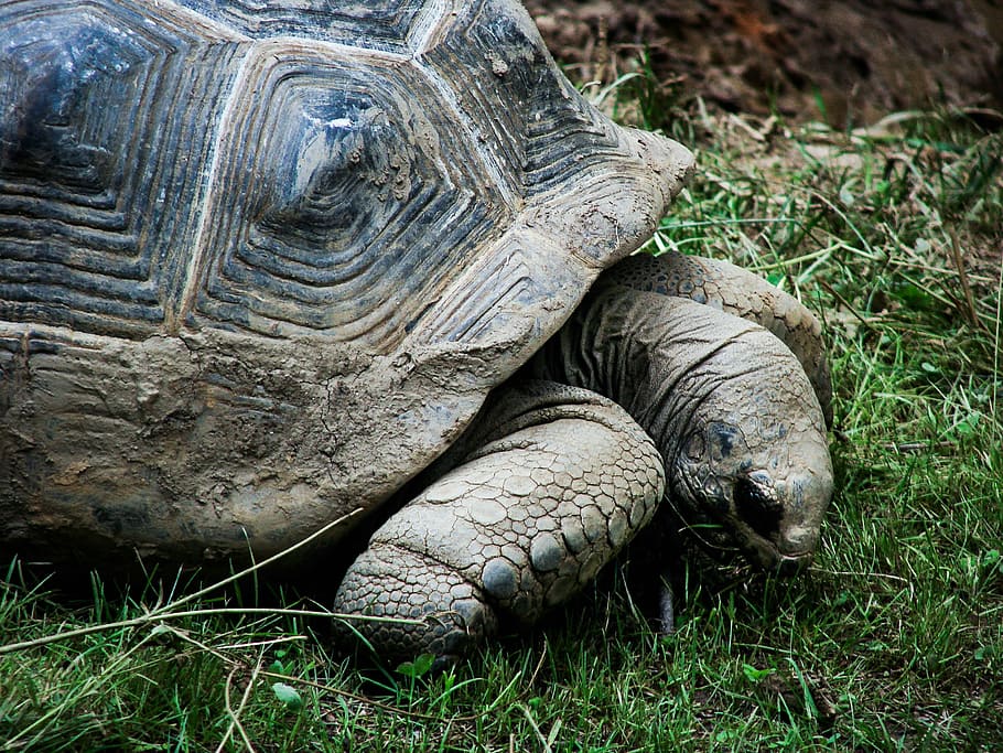 shell, reptile, turtle, animal, wildlife, nature, tropical HD wallpaper