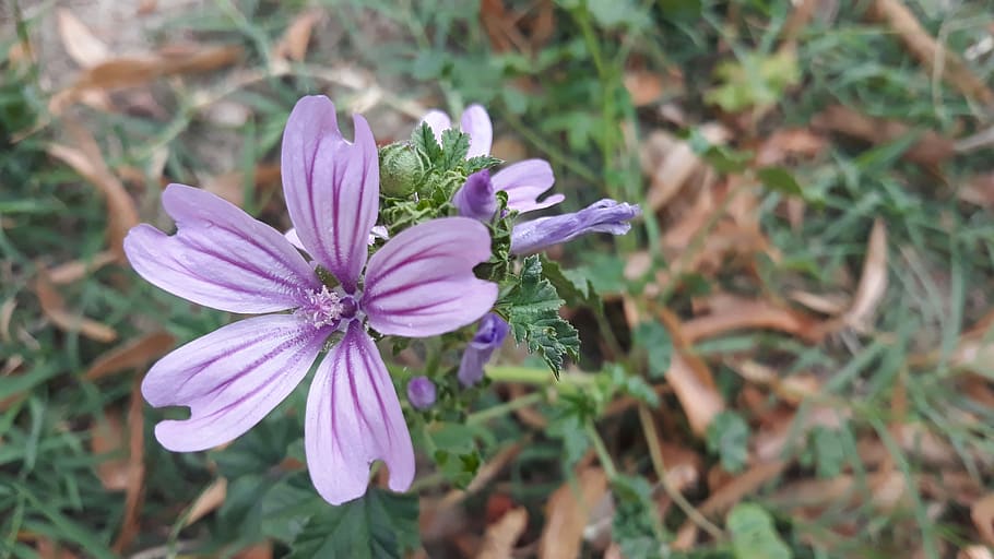 flower, violet, summer, nature, flowering plant, freshness HD wallpaper