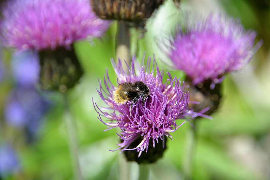 mountain bumblebee, thistle, blossom, bloom, close, pollen HD wallpaper