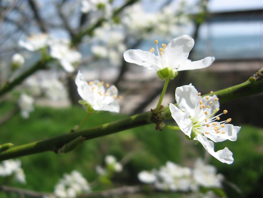 flower, nature, plant, cherry, tree, spring, sun, sea, inspiration HD wallpaper