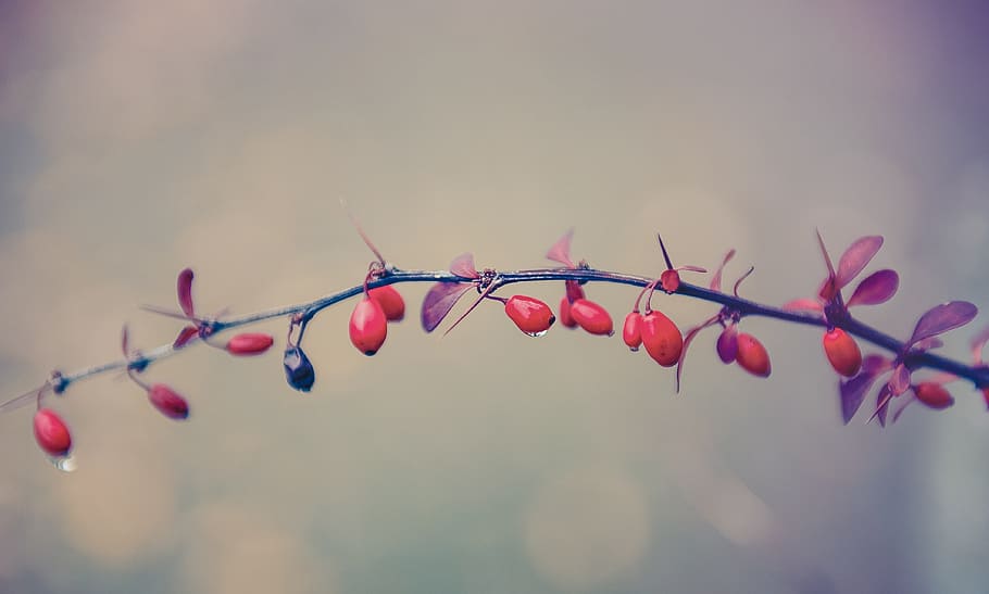 selective focus photography of red fruit, Berries, Plant, Drip HD wallpaper