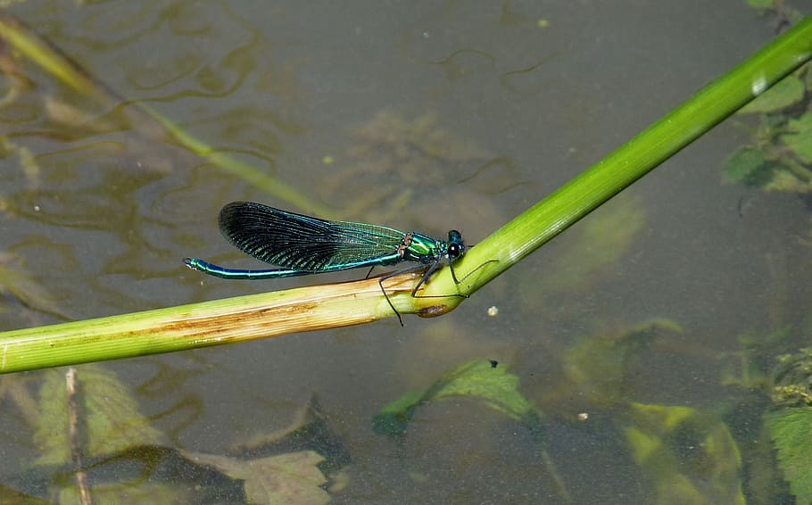 dragonfly, wing, animal, eyes, rest, blue, river, insect, nature HD wallpaper