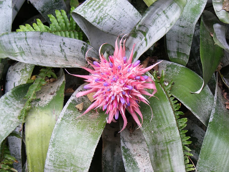 flower, nature, spring, plant, garden, botanical, flowering plant HD wallpaper