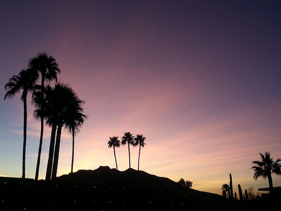coconut trees painting, silhouette of palm trees, sunset, hillside HD wallpaper