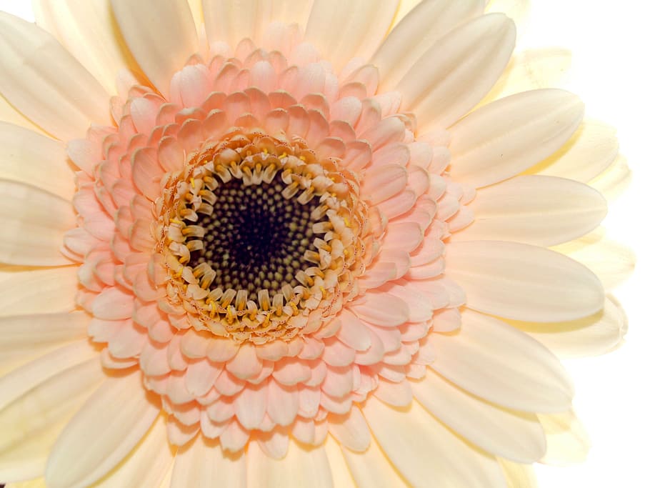 flower, bloom, pink, flowering plant, flower head, petal, freshness HD wallpaper