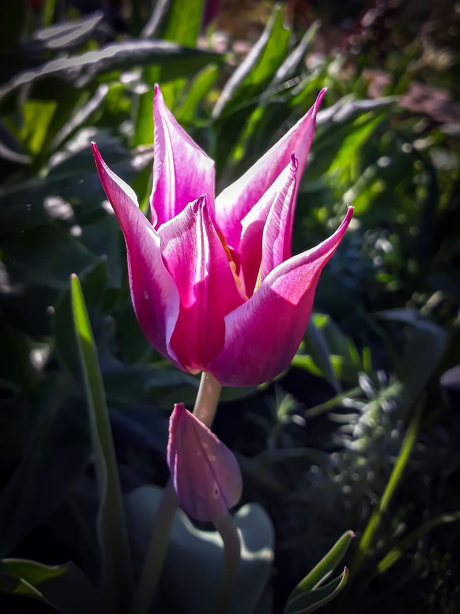 flower, tulip, rose, plant, beauty in nature, growth, flowering plant HD wallpaper