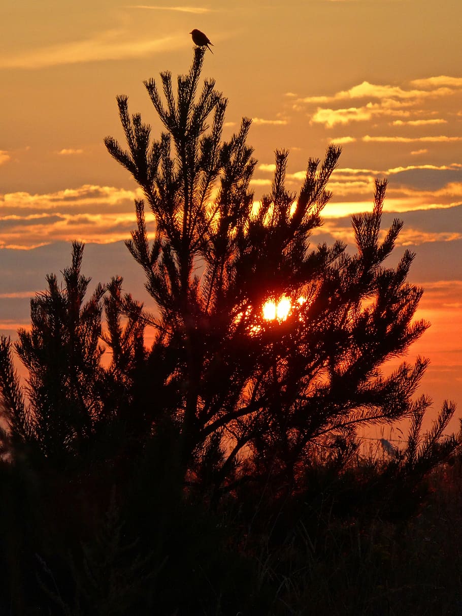 olkusz, poland, sunset, landscape, sky, plant, silhouette, growth HD wallpaper