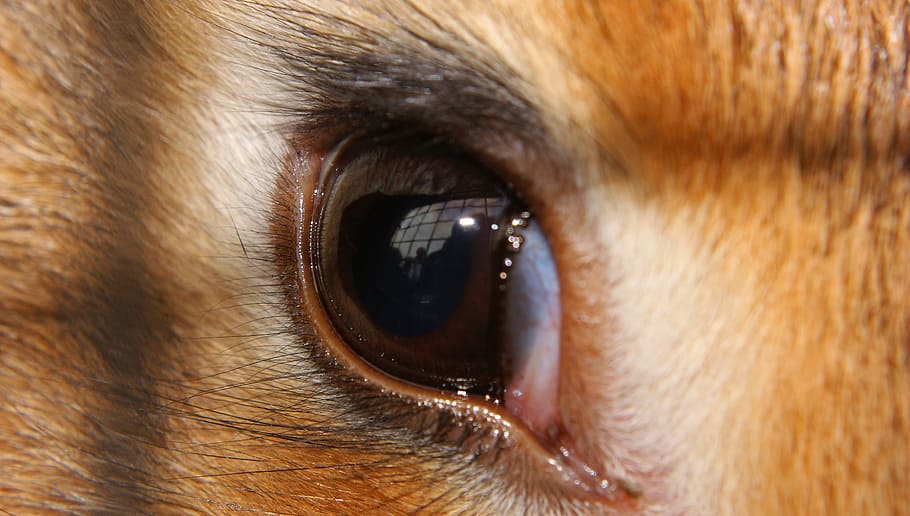 eye, close, eyes, brown, animal, head, macro, one animal, animal themes HD wallpaper