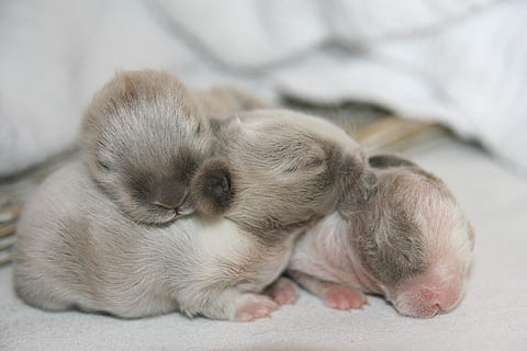 three gray animals on white textile, rabbit, rabbit baby, hare HD wallpaper